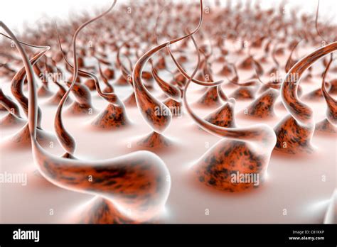 biology   microscope stock photo alamy
