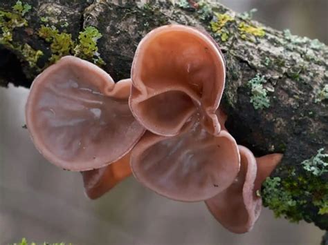 Wood Ear Mushroom Health Benefits - Mushroom Health Guide