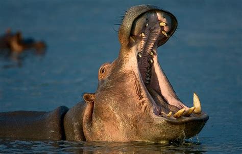 hippo facts national geographic kids