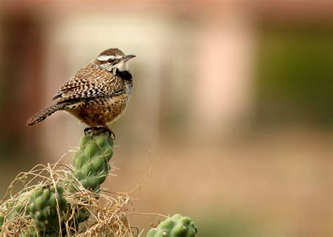 Bird Wren Nature - Free photo on Pixabay - Pixabay
