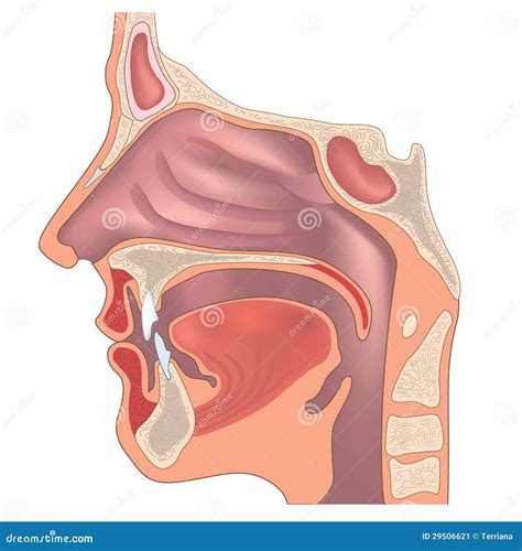 nose head stock illustrations  nose head stock illustrations