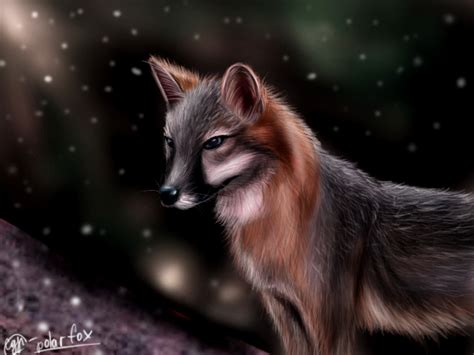 Urocyon cinereoargenteus by SvPolarFox on DeviantArt