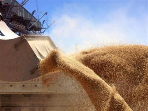 Експорт зерна у цьому сезоні на третину менший за торішній – AgroReview