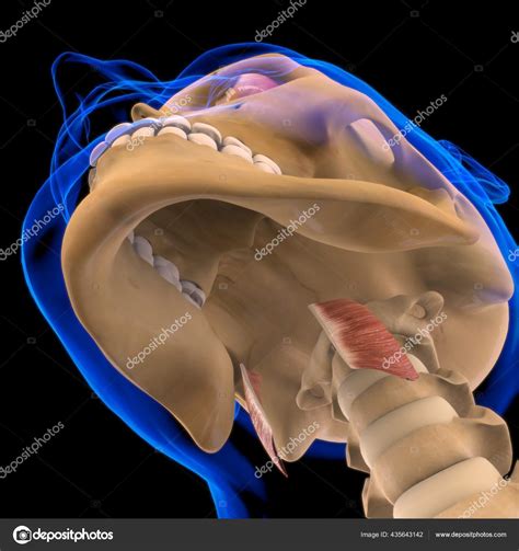 Thyrohyoid Muscle Anatomy Medical Concept Illustration Stock Photo by ...