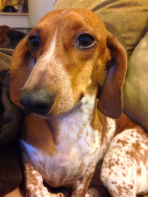 piebald mini dachshund | Brown dachshund, Baby dachshund, Dachshund love