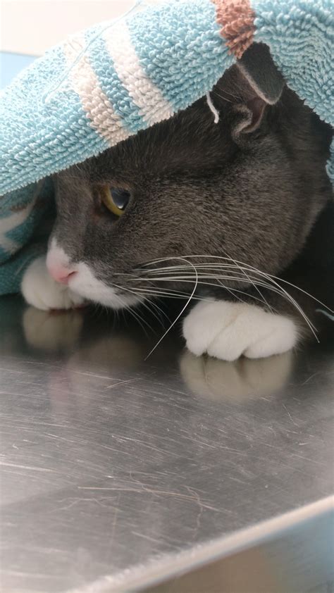 tips for hedgehog hiding without vet 3