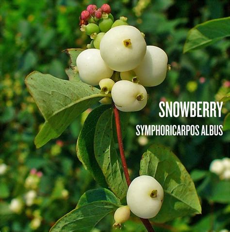 Snowberry - Green Seattle Partnership