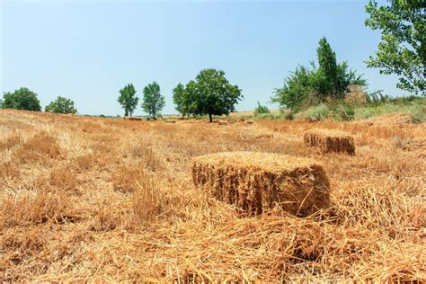 Hay and Straw Bales in the End of Summer Stock Image - Image of grain ...