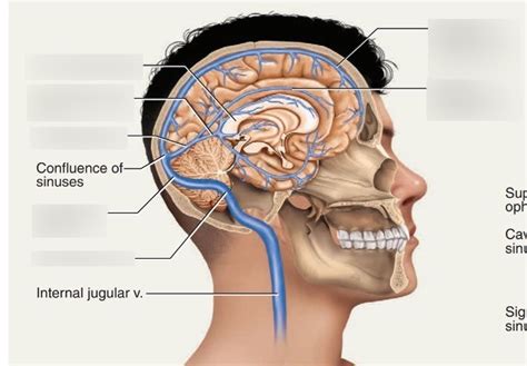 Diagram of Dural venous sinuses | Quizlet