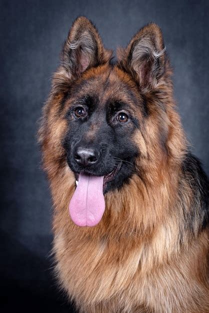 Premium Photo | Portrait of the german shepherd long hair dog