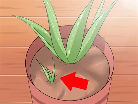how to take care a aloe vera plant 7