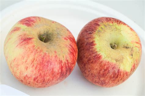 Fiesta apple | California Rare Fruit Growers
