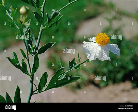 Matilija hi-res stock photography and images - Alamy