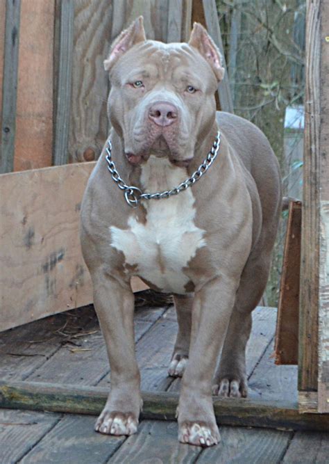 big pitbulls