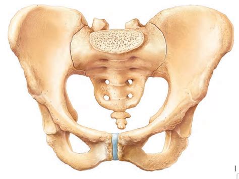 Hip bone Diagram | Quizlet