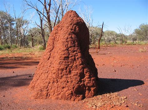 termites  australian museum