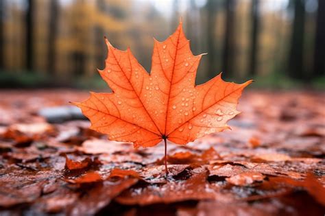premium ai image photograph  maple leaf natural light generative ai