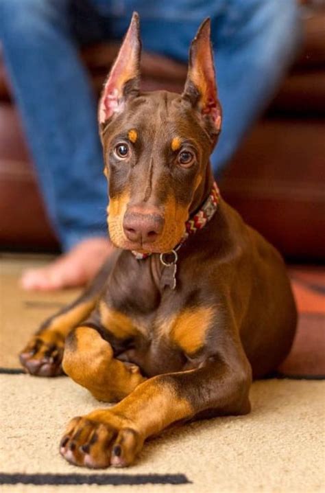 How Much Are Red Doberman Puppies