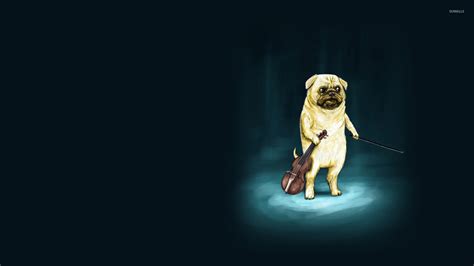Funny Pets Wallpapers - Wallpaper Cave