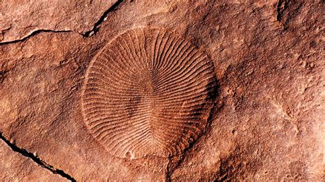 Special Presentation | The Ediacaran fossils of South Australia ...