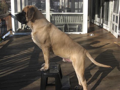 English Mastiff photos and wallpapers. The beautiful English Mastiff