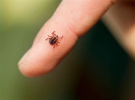 do ticks live in trees uk - Madison Billups