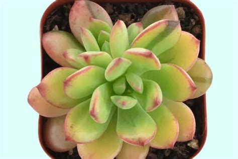 9 Rare Variegated Succulents To Buy NOW To Grow Your Interesting Collection