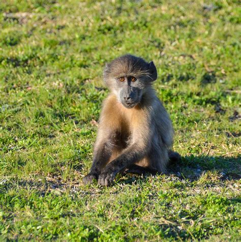 Why southern Africa's iconic baboon is on the decline