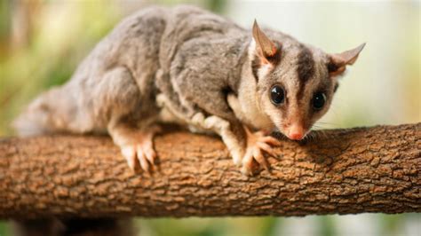 Squirrel glider | Wildlife Preservation Society of Queensland