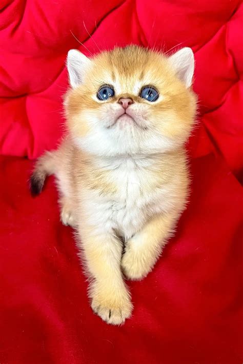 Adopt Dastin British Shorthair Kitten with Green Eyes