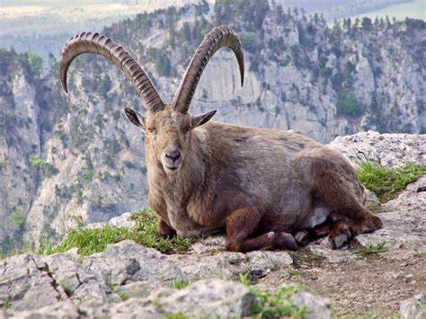 Discover the Intriguing Lifestyle of Ibex Goats – Animal Encyclopedia