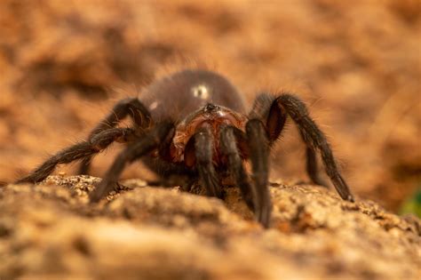 vagans playing     camera lens yesterday