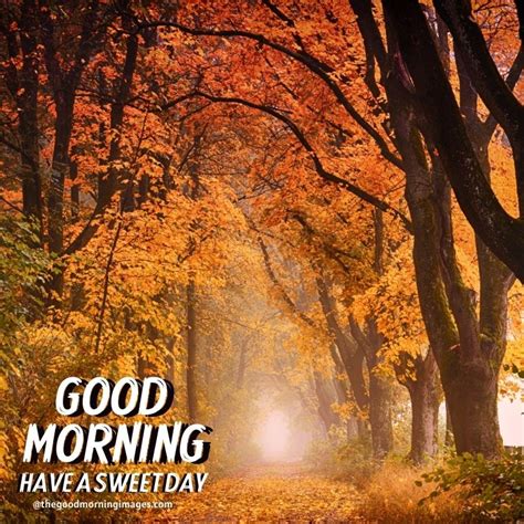 Beautiful Good Morning Fall Images, Pictures & Photos [2021]