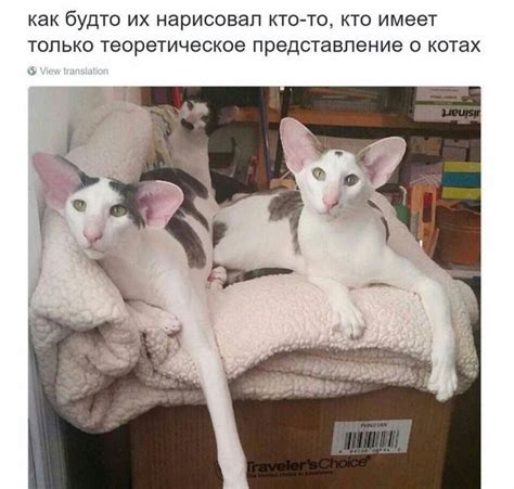 Ушастые кошки: masterok — LiveJournal