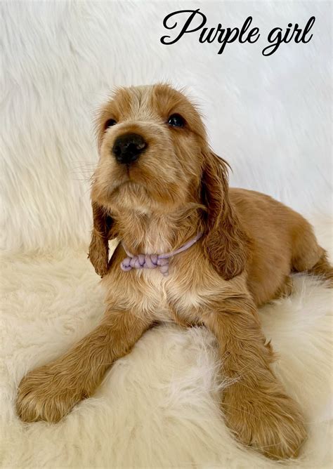 Golden Cocker Spaniel Puppies - Little Angel Spoodles & Cavoodles