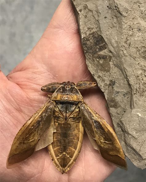 Largest Prehistoric Insect