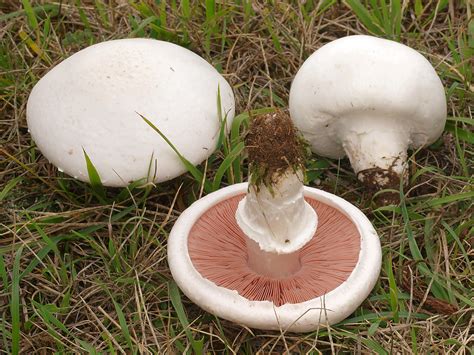 identify edible mushrooms edible   edible mushrooms vector set