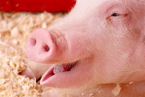 laughing pig  stock photo public domain pictures