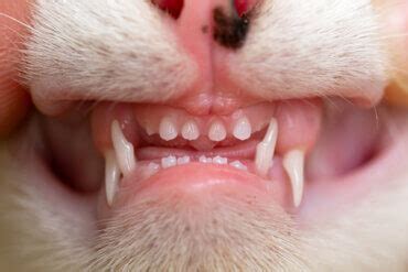 Quantos Dentes Tem Um Gato - Quantos dentes um gato tem? - Meus Animais