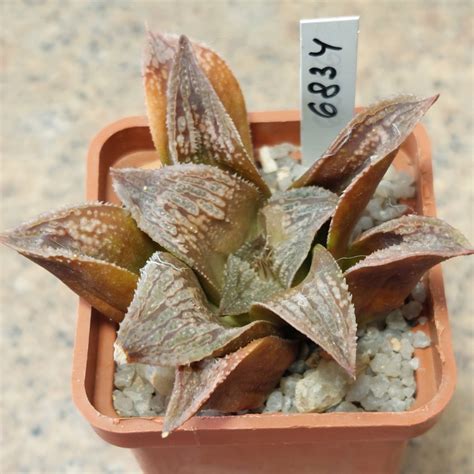 haworthia splendens hybrid cactus shop