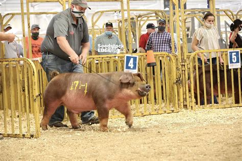 2020 The Midwestern Duroc Show | National Swine Registry