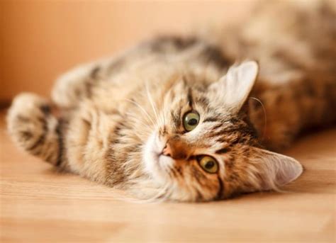 Rapid Heart Beat in Cats | PetMD