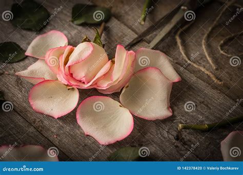 Faded Pink Rose on Dark Rustic Background Stock Photo - Image of concept, rose: 142378420