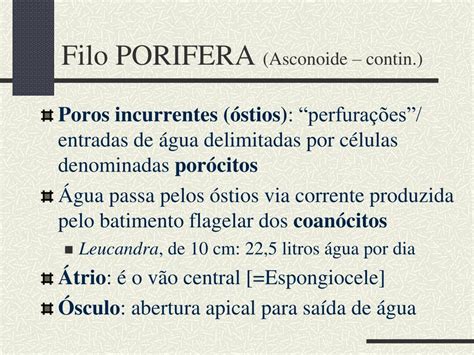 O Principal Papel Dos Coanócitos Nos Poríferos é