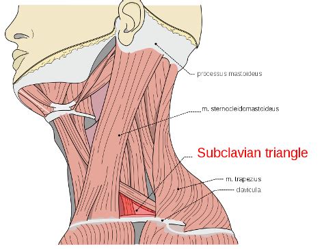 Floor Of Muscular Triangle | Viewfloor.co