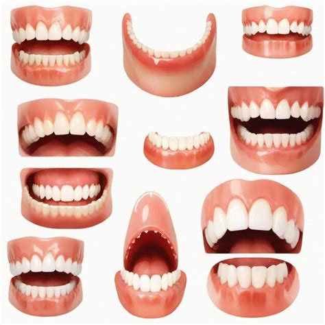 picture    types  teeth including