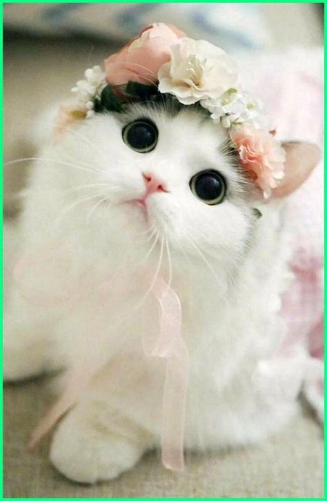 nama kucing yg comel liam marshall