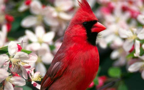 Download Close-up Flower Branch Spring Red Bird Animal Cardinal HD ...