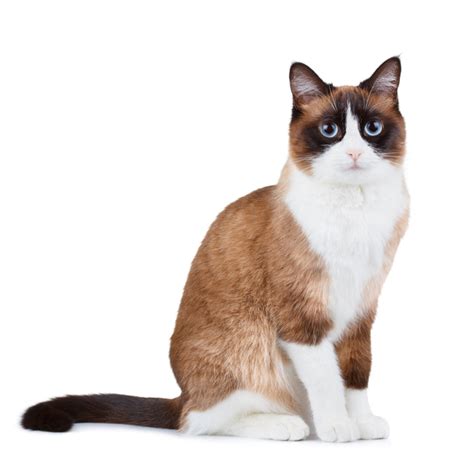 Snowshoe Cat Breed Information, Pictures, Characteristics & Facts