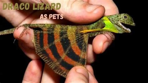 Dragons As Pets – Everything You Need To Know As Beginner! – Pets Bunch